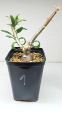 Pachypodium succulentum