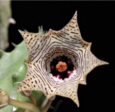 Uno Stelo a radice Nuda Huernia Thuretii Fiore in foto WEB Pianta grassa