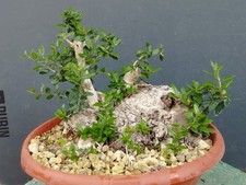 Bonsai Olivastro 30x25cm In