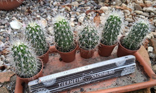 2 pezzi Echinocereus