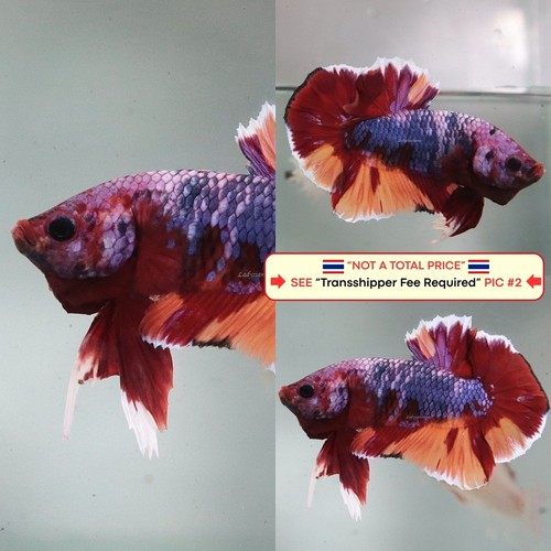 Live betta fish - fish, (thailandia)