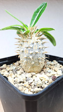 Pachypodium