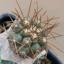 Copiapoa tenebrosa JN 2624