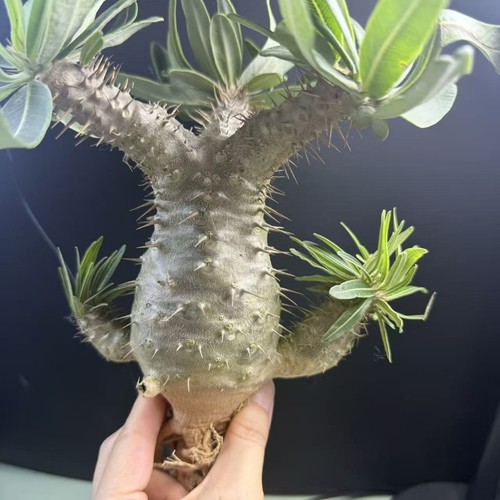 Vendita rara pianta - pianta, cactus