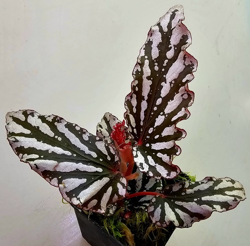 Begonia faretto scuro - begonia,