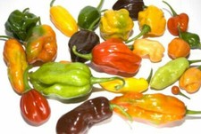 MIX HABANERO YELLOW, WHITE, RED, CHOCO, MUSTARD, ORANGE - 90 semi peperoncini