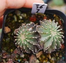 2 teste rare cactus Geohintonia mexicana WYSIWYG decorazione boutique autoradicata