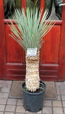 Yucca rostrata, tronco 110cm /