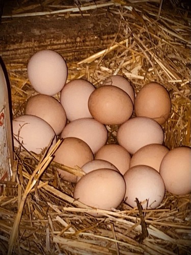 Uova fertili gallina - fertili,
