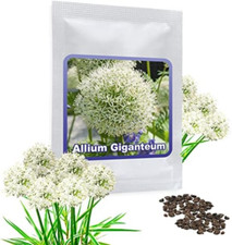 Aglio gigante BIANCO (Allium