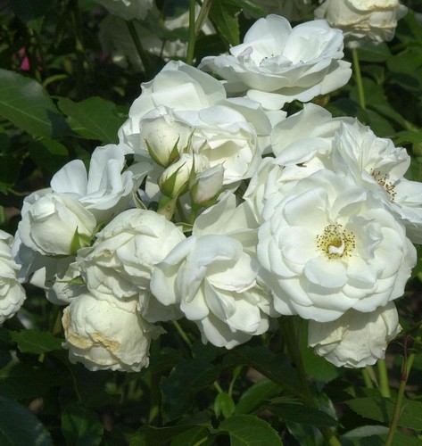Rosa alto fusto - rosa, ad