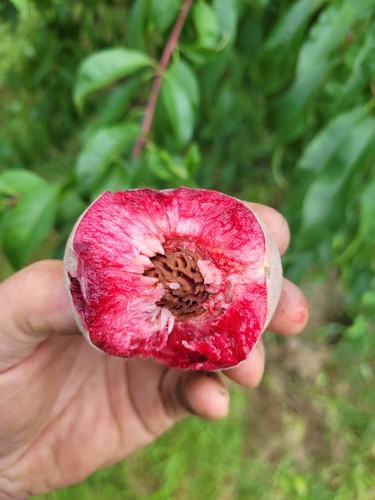 Pesca vigna rossa - vigna,