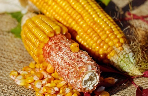 Mais polenta - di, duro