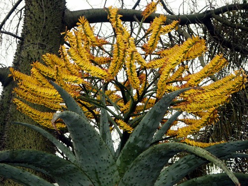 Aloe marlothii subsp - marlothii,