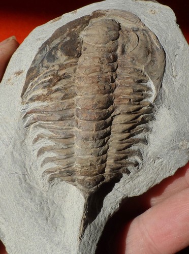 Trilobite cambrien - trilobite,