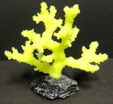 Acquario Sperone Giallo