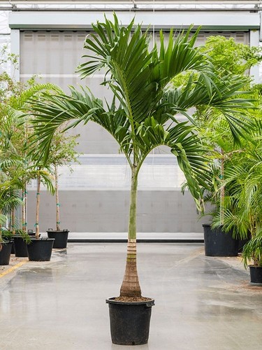 2xz royastonea regia palma - royastonea,
