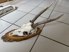 ANTICO TROFEO CAPRIOLO 1933 SCUDO IN LEGNO INTAGLIATO CACCIA CACCIATORE CHASSE