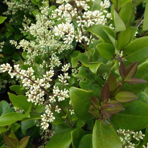 Ligustrum texanum ligustro - texanum,