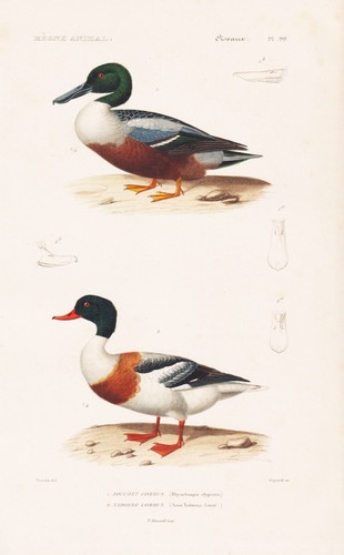 Anatra - , oca