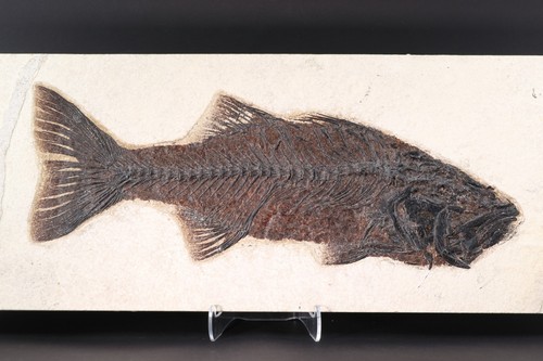 Raro pesce fossile mioplosus - raro,