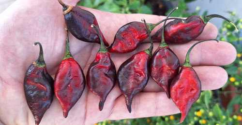 Semi peperoncino devil s - peperoncino, devil's