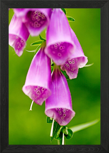Purpurea digitalis fiore