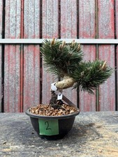 Bonsai pino nero - Pinus