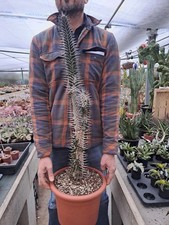 Alluaudia procera BIG