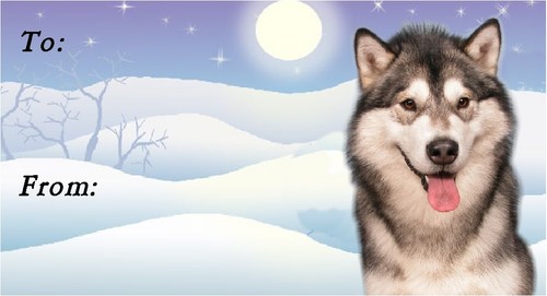 Alaskan malamute christmas - alaskan,
