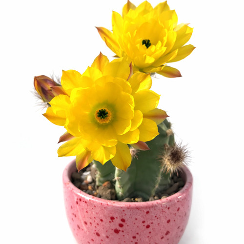 Echinocereus subinermis seeds - subinermis,