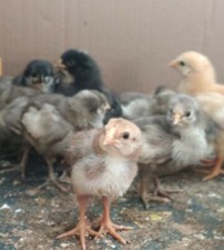 Uova da cova🐣no, uova fresche Araucana Brakel Brahma Australorp 28+2 galline🐤uovo