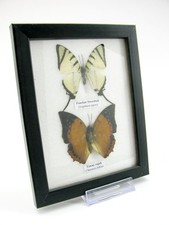 2 farfalle vere, imbottite