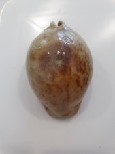 CYPREA STERCORARIA STUNNING