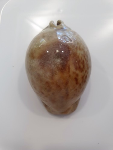 Cyprea stercoraria stunning - stercoraria,