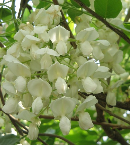 Wisteria floribunda