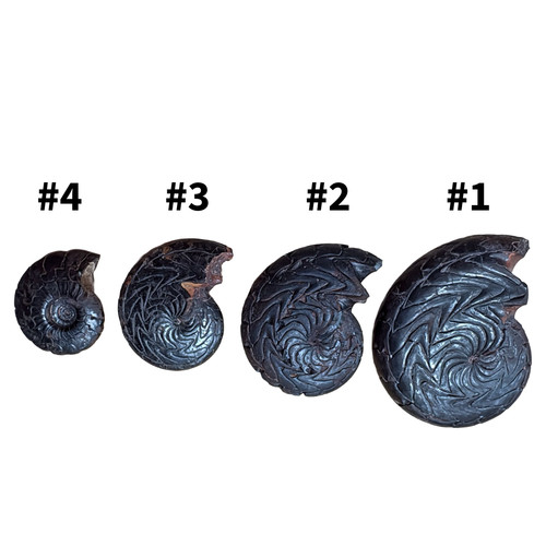 Devonian ammonite fossil - fossil, –