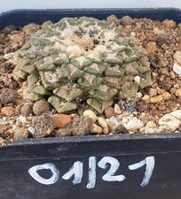 vecchio Ariocarpus