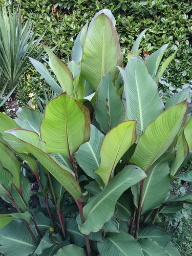 Pianta canna musaefolia - canna,