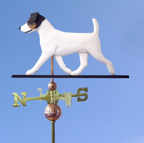 Jack russell terrier - jack,
