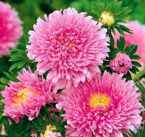 Pn129tg astern rosa - rosa, bloemzaden