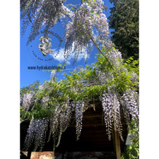 WISTERIA SINENSIS (GLICINE)
