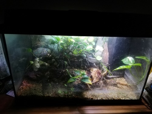 Acquario 80l con - acquario, accessori