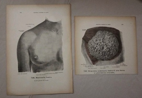 Stampe anatomiche vintage - stampe,