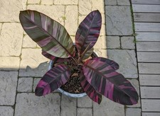 BT 2636XG Musa Nono rosa