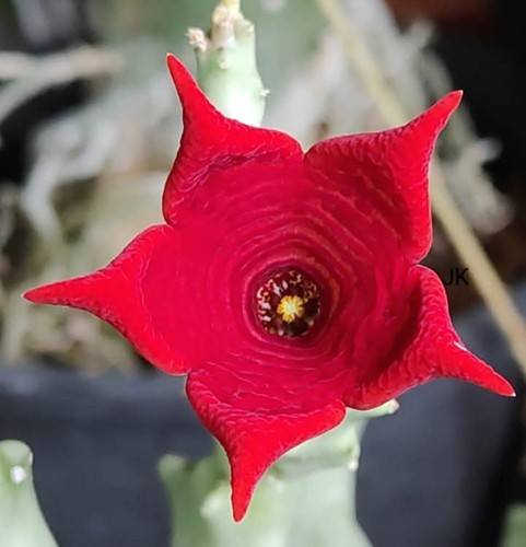 Caralluma socotrana no - caralluma,