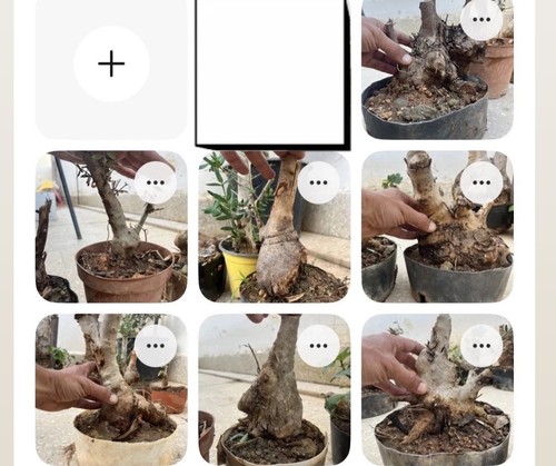Bonsai olivastro uguale - , .