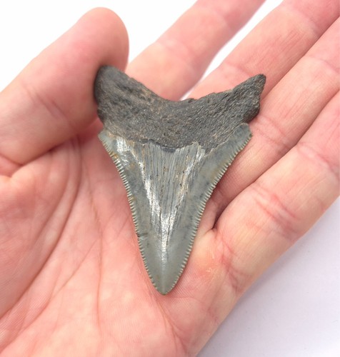 Dente squalo megalodonte - squalo,