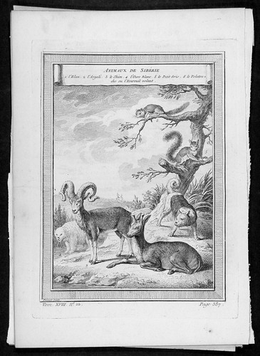 1755 prevost antique print - prevost,
