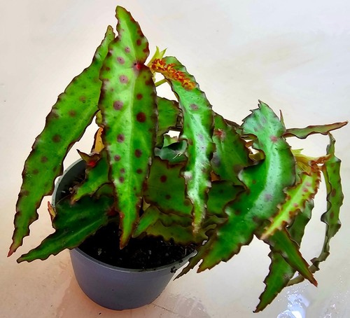 Bellissima begonia amphioxus - bellissima,